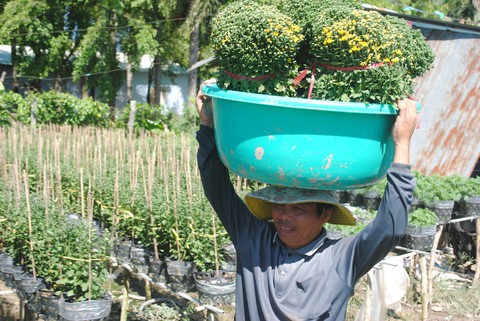 Nông dân trồng cúc mâm xôi Sa Đéc thắng lớn - Ảnh 1. Nông dân trồng cúc mâm xôi Sa Đéc thắng lớn - Ảnh 1.