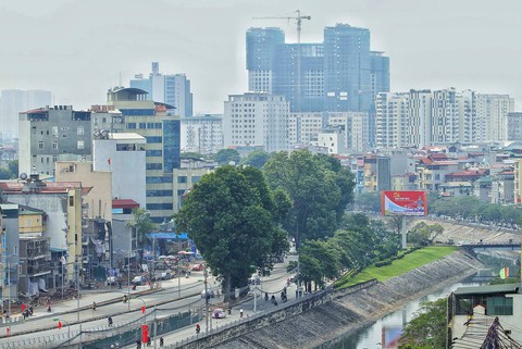 Sau đường Láng, Hà Nội sẽ lại tiếp tục chặt, chuyển cây xanh - Ảnh 1. Sau đường Láng, Hà Nội sẽ lại tiếp tục chặt, chuyển cây xanh - Ảnh 1.