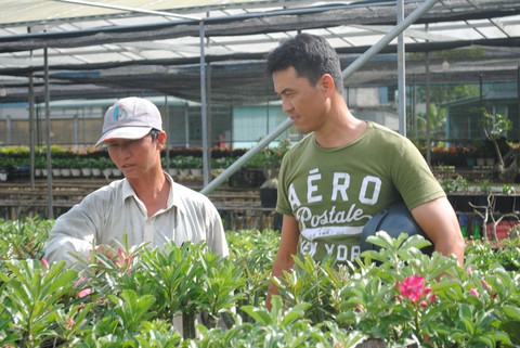 Những cây sứ chân dài độc lạ cháy hàng trước Tết Kỷ Hợi - Ảnh 2. Những cây sứ chân dài độc lạ cháy hàng trước Tết Kỷ Hợi - Ảnh 2.