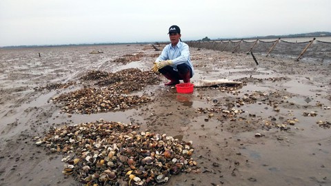 Dân lo ‘mất’ Tết vì ngao, nghêu chết hàng loạt - Ảnh 3. Dân lo ‘mất’ Tết vì ngao, nghêu chết hàng loạt - Ảnh 3.