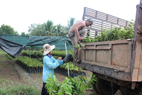 Cảnh báo nông dân không trồng giống sầu riêng lạ - Ảnh 2. Cảnh báo nông dân không trồng giống sầu riêng lạ - Ảnh 2.