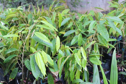 Cảnh báo nông dân không trồng giống sầu riêng lạ - Ảnh 1. Cảnh báo nông dân không trồng giống sầu riêng lạ - Ảnh 1.