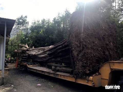 Vừa bị tước bằng lái, lại chở cây đa khủng không giấy tờ - Ảnh 2. Vừa bị tước bằng lái, lại chở cây đa khủng không giấy tờ - Ảnh 2.