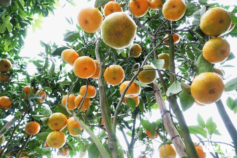 Dưa khắc chữ dịp Tết cháy hàng từ trên giàn - Ảnh 6. Dưa khắc chữ dịp Tết cháy hàng từ trên giàn - Ảnh 6.