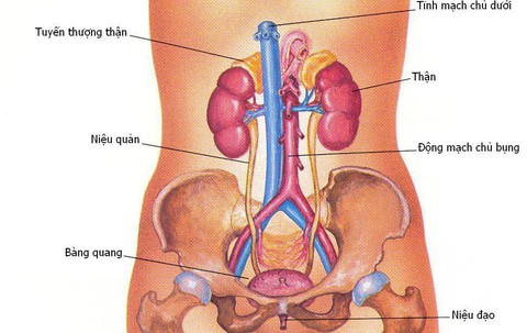 Bệnh viêm đường tiết niệu ở nữ và cách phòng tránh - Ảnh 1. Bệnh viêm đường tiết niệu ở nữ và cách phòng tránh - Ảnh 1.