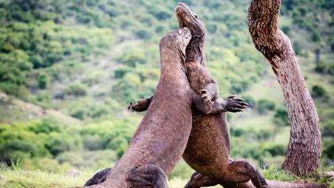 Indonesia lại mở cửa đảo rồng Komodo, ra mắt gói vé 1.000 USD - Ảnh 1. Indonesia lại mở cửa đảo rồng Komodo, ra mắt gói vé 1.000 USD - Ảnh 1.