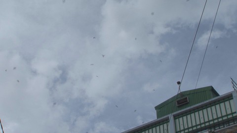 Sóc Trăng tạm thời ‘cấm’ phát sinh nhà nuôi yến mới - Ảnh 1. Sóc Trăng tạm thời ‘cấm’ phát sinh nhà nuôi yến mới - Ảnh 1.