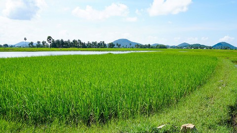 Hà Tiên, thành phố của những cánh đồng xanh - Ảnh 2. Hà Tiên, thành phố của những cánh đồng xanh - Ảnh 2.