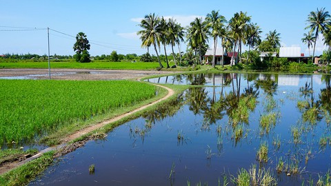 Hà Tiên, thành phố của những cánh đồng xanh - Ảnh 5. Hà Tiên, thành phố của những cánh đồng xanh - Ảnh 5.