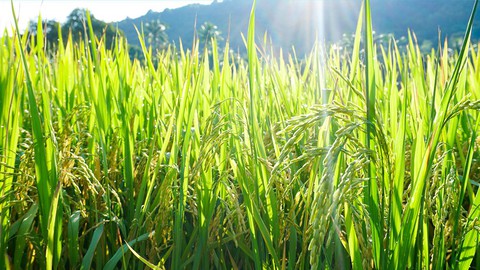 Hà Tiên, thành phố của những cánh đồng xanh - Ảnh 8. Hà Tiên, thành phố của những cánh đồng xanh - Ảnh 8.