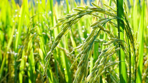 Hà Tiên, thành phố của những cánh đồng xanh - Ảnh 9. Hà Tiên, thành phố của những cánh đồng xanh - Ảnh 9.
