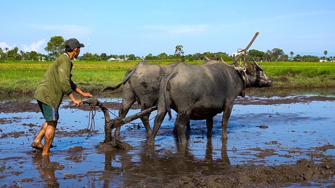 Hà Tiên, thành phố của những cánh đồng xanh - Ảnh 10. Hà Tiên, thành phố của những cánh đồng xanh - Ảnh 10.