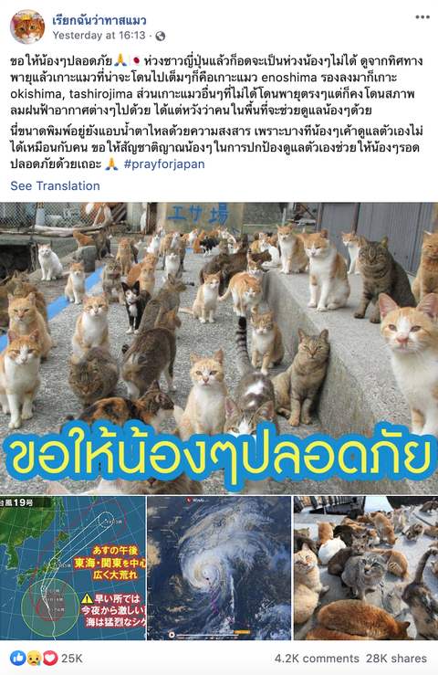 Người Nhật bỏ người, cầu nguyện cho mèo trong siêu bão Hagibis? - Ảnh 4. Người Nhật bỏ người, cầu nguyện cho mèo trong siêu bão Hagibis? - Ảnh 4.