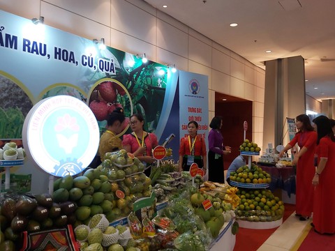 Thủ tướng: Đất ở địa phương nhiều nhưng hợp tác xã không có? - Ảnh 1. Thủ tướng: Đất ở địa phương nhiều nhưng hợp tác xã không có? - Ảnh 1.