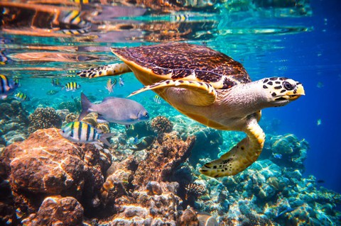 Hảo Hảo bật mí bí quyết ‘đu đưa’ Maldives thuận lợi - Ảnh 1. Hảo Hảo bật mí bí quyết ‘đu đưa’ Maldives thuận lợi - Ảnh 1.