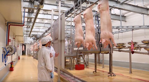 Thịt heo sạch – nhu cầu thịt sạch cho dịp cuối năm - Ảnh 2. Thịt heo sạch – nhu cầu thịt sạch cho dịp cuối năm - Ảnh 2.