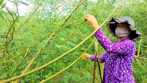 Nông dân miền Tây khấm khá nhờ cây điên điển - Ảnh 1. Nông dân miền Tây khấm khá nhờ cây điên điển - Ảnh 1.
