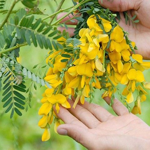 Nông dân miền Tây khấm khá nhờ cây điên điển - Ảnh 4. Nông dân miền Tây khấm khá nhờ cây điên điển - Ảnh 4.