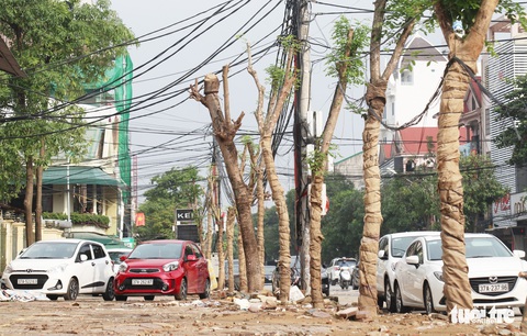 TP Vinh thay hơn 300 cây xanh làm phố đi bộ, dân tiếc nuối - Ảnh 2. TP Vinh thay hơn 300 cây xanh làm phố đi bộ, dân tiếc nuối - Ảnh 2.