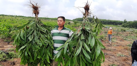 Hàng nghìn cây keo bị nhổ: xã hỗ trợ mỗi cây 4.000 đồng, dân không chịu - Ảnh 2. Hàng nghìn cây keo bị nhổ: xã hỗ trợ mỗi cây 4.000 đồng, dân không chịu - Ảnh 2.