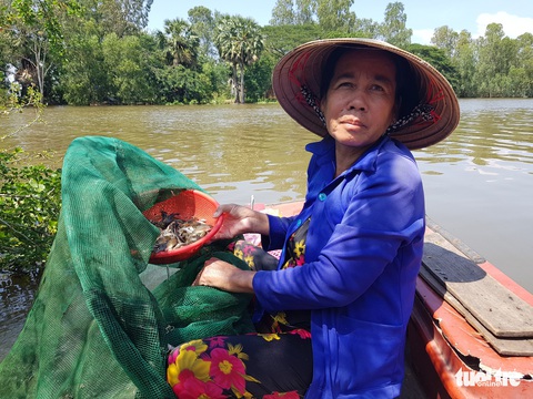 Lũ về trễ lại rút nhanh, giá cá linh còn khoảng 50.000 đồng/kg - Ảnh 1. Lũ về trễ lại rút nhanh, giá cá linh còn khoảng 50.000 đồng/kg - Ảnh 1.