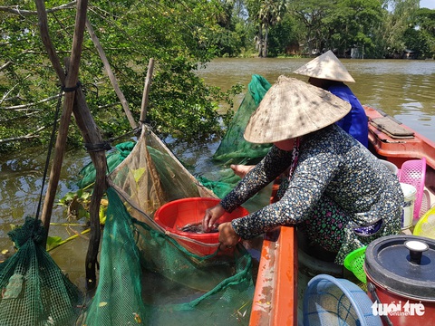 Lũ về trễ lại rút nhanh, giá cá linh còn khoảng 50.000 đồng/kg - Ảnh 3. Lũ về trễ lại rút nhanh, giá cá linh còn khoảng 50.000 đồng/kg - Ảnh 3.