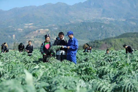 Những vùng đất trồng dược liệu đạt chuẩn thế giới ngay tại Việt Nam - Ảnh 3. Những vùng đất trồng dược liệu đạt chuẩn thế giới ngay tại Việt Nam - Ảnh 3.