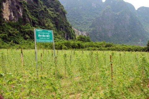 Những vùng đất trồng dược liệu đạt chuẩn thế giới ngay tại Việt Nam - Ảnh 4. Những vùng đất trồng dược liệu đạt chuẩn thế giới ngay tại Việt Nam - Ảnh 4.