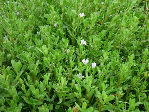 Những vùng đất trồng dược liệu đạt chuẩn thế giới ngay tại Việt Nam - Ảnh 5. Những vùng đất trồng dược liệu đạt chuẩn thế giới ngay tại Việt Nam - Ảnh 5.