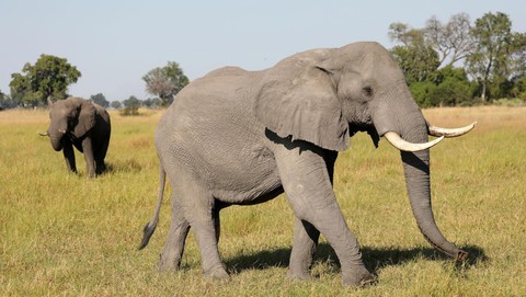 Hơn 100 con voi chết ở Botswana nghi do nhiễm bệnh than - Ảnh 1. Hơn 100 con voi chết ở Botswana nghi do nhiễm bệnh than - Ảnh 1.