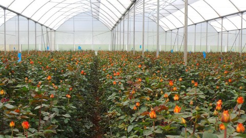 Châu Phi thách thức vị trí số 1 của Hà Lan trong ngành hoa tươi - Ảnh 1. Châu Phi thách thức vị trí số 1 của Hà Lan trong ngành hoa tươi - Ảnh 1.