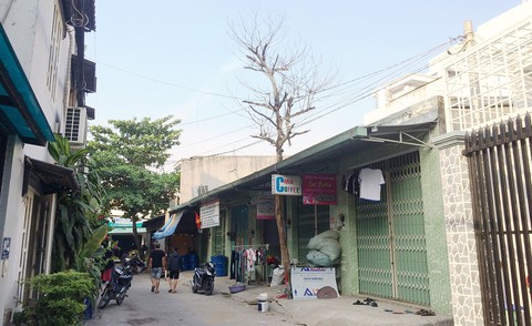 cay xanh cay xanh