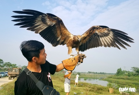 Mãn nhãn với những chú chim săn mồi sải cánh dũng mãnh - Ảnh 1. Mãn nhãn với những chú chim săn mồi sải cánh dũng mãnh - Ảnh 1.