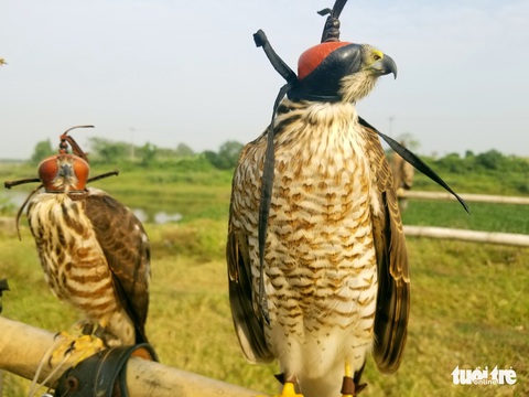 Mãn nhãn với những chú chim săn mồi sải cánh dũng mãnh - Ảnh 8. Mãn nhãn với những chú chim săn mồi sải cánh dũng mãnh - Ảnh 8.