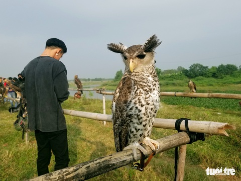 Mãn nhãn với những chú chim săn mồi sải cánh dũng mãnh - Ảnh 10. Mãn nhãn với những chú chim săn mồi sải cánh dũng mãnh - Ảnh 10.
