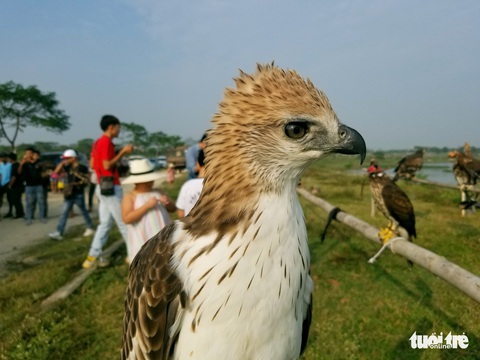 Mãn nhãn với những chú chim săn mồi sải cánh dũng mãnh - Ảnh 11. Mãn nhãn với những chú chim săn mồi sải cánh dũng mãnh - Ảnh 11.