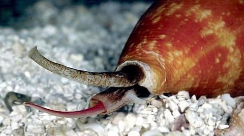 Nọc độc của ốc sên biển có thể chữa bệnh tim mạch và cao huyết áp - Ảnh 1. Nọc độc của ốc sên biển có thể chữa bệnh tim mạch và cao huyết áp - Ảnh 1.