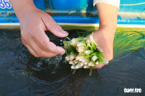 Tuyệt phẩm hẹ nước ăn kèm lẩu mắm, mắm kho - Ảnh 3. Tuyệt phẩm hẹ nước ăn kèm lẩu mắm, mắm kho - Ảnh 3.