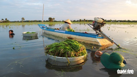 Tuyệt phẩm hẹ nước ăn kèm lẩu mắm, mắm kho - Ảnh 7. Tuyệt phẩm hẹ nước ăn kèm lẩu mắm, mắm kho - Ảnh 7.