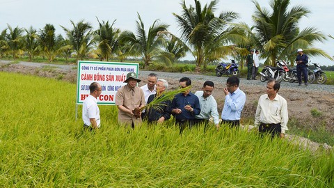 Lúa hữu cơ khởi sắc giữa miền Tây - Ảnh 1. Lúa hữu cơ khởi sắc giữa miền Tây - Ảnh 1.