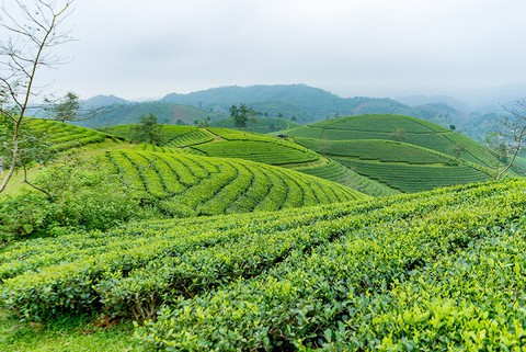 Đi tour Phú Thọ, nghỉ tại khách sạn 4 sao giá khuyến mãi - Ảnh 3. Đi tour Phú Thọ, nghỉ tại khách sạn 4 sao giá khuyến mãi - Ảnh 3.