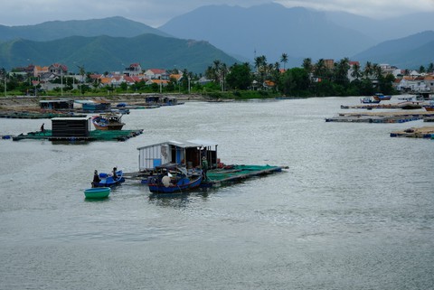 Người nuôi thủy sản trên vịnh Vân Phong hối hả bán cá chạy bão số 5 - Ảnh 7. Người nuôi thủy sản trên vịnh Vân Phong hối hả bán cá chạy bão số 5 - Ảnh 7.