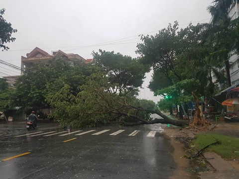 Miền Trung cây xanh ngã đổ la liệt do ảnh hưởng bão - Ảnh 2. Miền Trung cây xanh ngã đổ la liệt do ảnh hưởng bão - Ảnh 2.