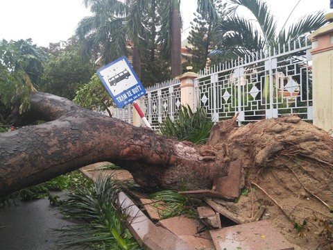 Tâm bão Quy Nhơn ngổn ngang sau mưa gió, 18 tàu cá Phú Yên chìm - Ảnh 2. Tâm bão Quy Nhơn ngổn ngang sau mưa gió, 18 tàu cá Phú Yên chìm - Ảnh 2.