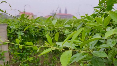 Giải pháp giúp hỗ trợ điều trị tiểu đường, và ngăn ngừa biến chứng tiểu đường - Ảnh 1. Giải pháp giúp hỗ trợ điều trị tiểu đường, và ngăn ngừa biến chứng tiểu đường - Ảnh 1.
