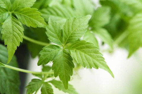 Giải pháp giúp hỗ trợ điều trị tiểu đường, và ngăn ngừa biến chứng tiểu đường - Ảnh 2. Giải pháp giúp hỗ trợ điều trị tiểu đường, và ngăn ngừa biến chứng tiểu đường - Ảnh 2.