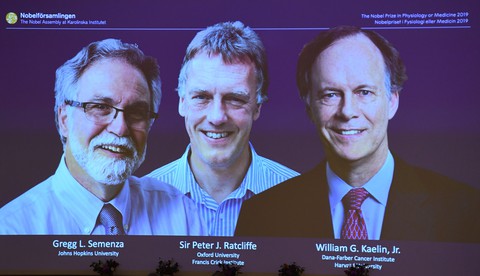 Nobel Y Sinh 2019 vinh danh khám phá về tế bào - Ảnh 1. Nobel Y Sinh 2019 vinh danh khám phá về tế bào - Ảnh 1.