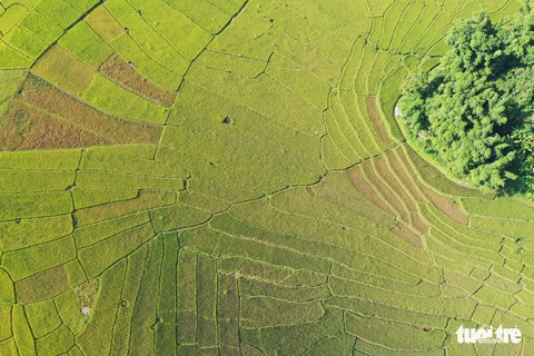 Ruộng bậc thang Chuôr ôm ấp bản làng giữa đại ngàn Trường Sơn - Ảnh 6. Ruộng bậc thang Chuôr ôm ấp bản làng giữa đại ngàn Trường Sơn - Ảnh 6.