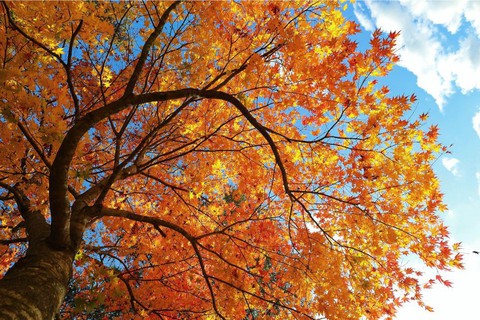 Thu vàng lộng lẫy của Hokkaido - gặp một lần đã là diễm phúc - Ảnh 3. Thu vàng lộng lẫy của Hokkaido - gặp một lần đã là diễm phúc - Ảnh 3.