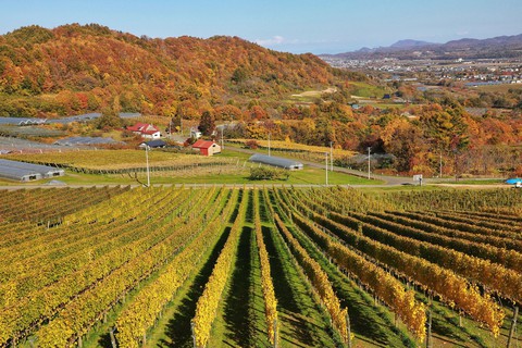 Thu vàng lộng lẫy của Hokkaido - gặp một lần đã là diễm phúc - Ảnh 7. Thu vàng lộng lẫy của Hokkaido - gặp một lần đã là diễm phúc - Ảnh 7.